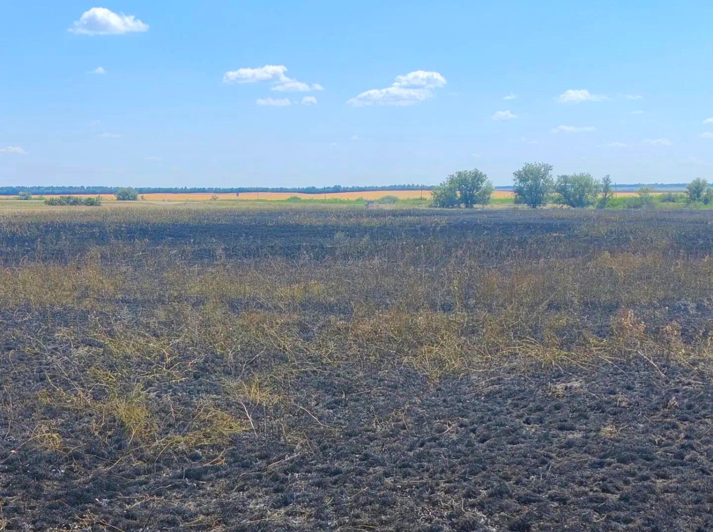 Возгорание травы произошло сегодня в Пестравском районе